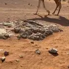 قعود باتلي سنه لقي