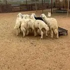خرفان ورخال بلديه