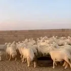 رخال حريات صنف