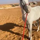 حصان شعبي