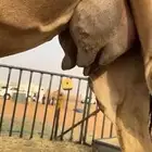 خلفه ثنوو كفووو