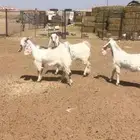 جفرات مشاريك
