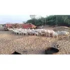 55راس مع 29 بهم شرق عسيلة