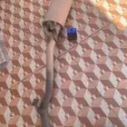 دبه إلكترونيه وصلة هدرز اخيره