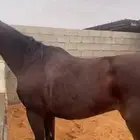 فرس انقليزيه للبيع