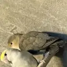 ببغاء روز