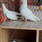 زوج صنعاني ابو شيبه مع زوج ثاني من عياله ( نخب اول )