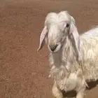 طلي نجدي