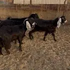 للبيع معزا عوارض طيبه تم البيع