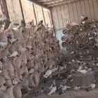 للبيع حمام باكستاني امهات