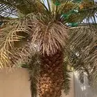 تمر خلاص دخيني خضري