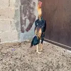 ديك شامو للبيع