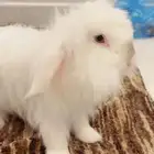 ارانب هولند لوب
