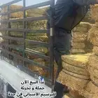 برسيم اسباني في جدة  2