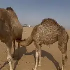 بكره