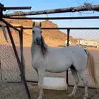 فرس لقحه تحتها مهره على الحازم