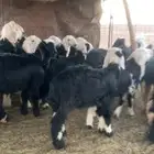 بهم