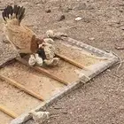 دجاجة مفرخة معها 12 فرخ