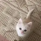 قطه للبيع