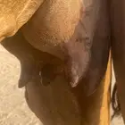خلفه منيح