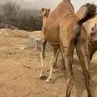 عرض ابل  العدد ثلاثة سواحل لقاح في أربع شهور