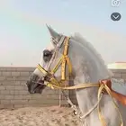 حصان شعبي