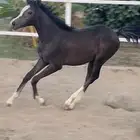 مهره شعبيه