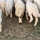 بهم حري فاخر