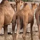 قعدان نظيفه