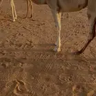 بكره رمانيه