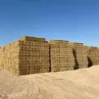للبيع تبن قمح بر حنطه