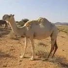 ناقة للبيع