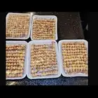 عصافير التين موسم السنه دخل