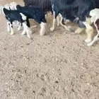 غنم نجد صنف