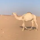 شقحاء لقيه