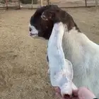 عنز مضرع مهجنه