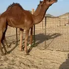 قعدان مشاريع فحول حمر جرم وشي ناهي