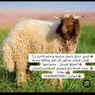 ذبائح للبيع