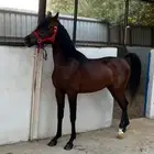 حصان واهو البيع شعبي