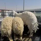 خروف حري عمره 8 شهور ورخال حريات زتم البيع خارج الموقع