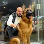 مدرب كلاب
