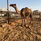 للبيع بكار