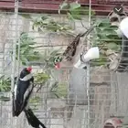 مطلوب جوز نفس اللي بالصوره اللي عنده يتواصل خاص معايا