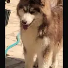 جوز كلاب هاسكي مستوا توب للبيع