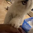كلبين للتبني مع بعض