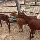ماعز محايلي