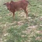 2 حسيل ذكران
