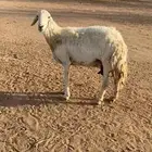 حرية مبيوع عيالها قبل سبوعين سنها تانه.