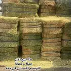 بدا البيع برسيم الاسباني في جدة