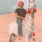 فرس شعبيه للبيع